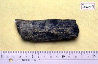 藏品(肋骨)的圖片